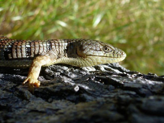 Alligator Lizard